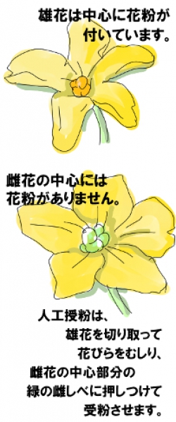 花と受粉（7月〜9月）