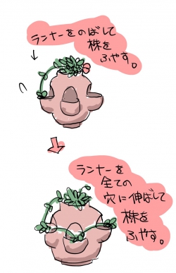 イチゴを植える方法