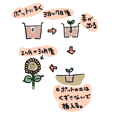 種まき→定植の手順
