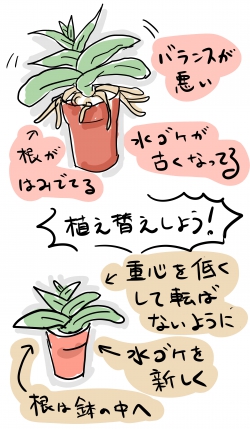 胡蝶蘭を鉢に植え替える:植え替えの目的は？