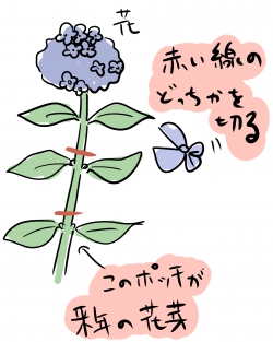 紫陽花 アジサイ の剪定