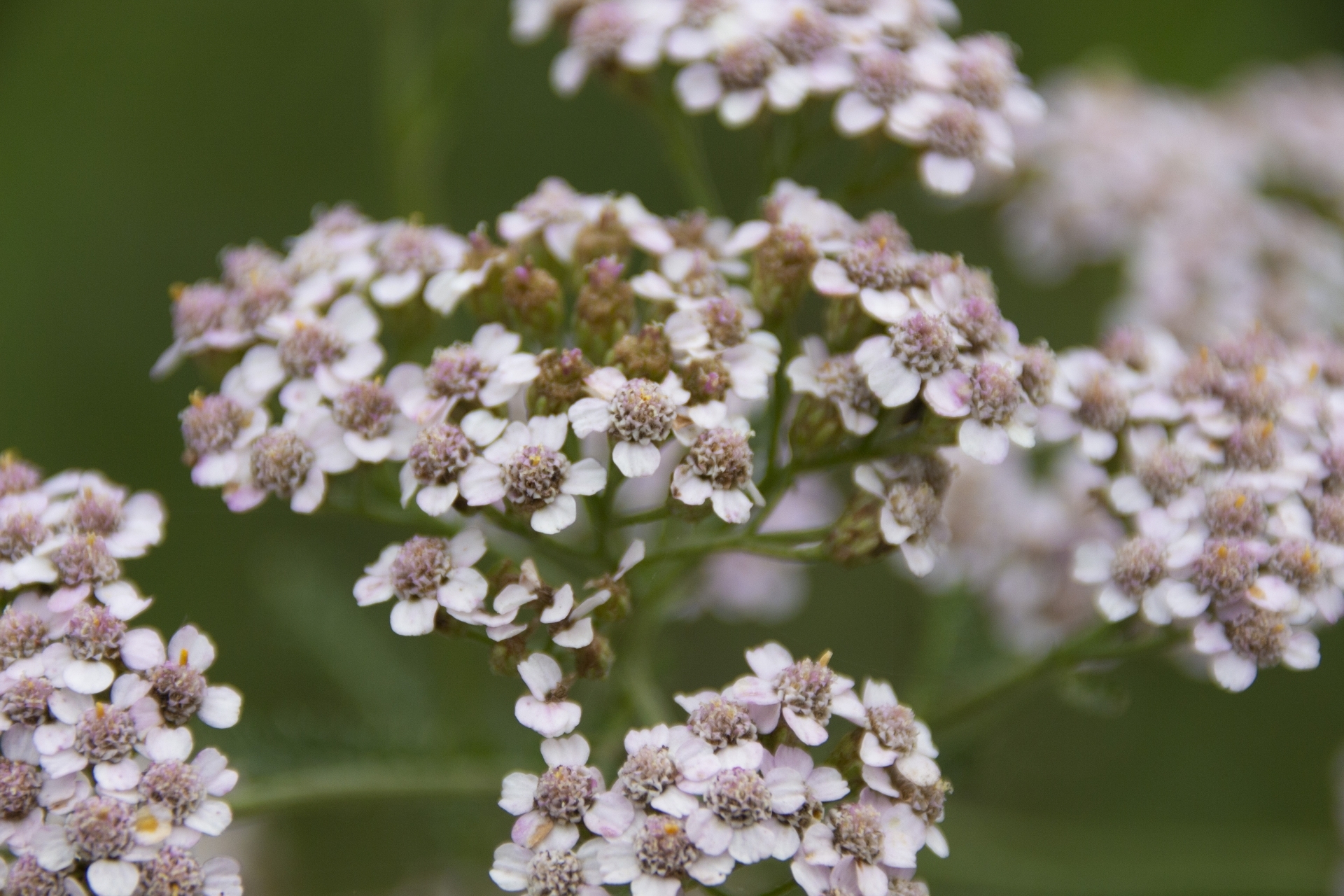 ヤロウ セイヨウノコギリソウ の育て方