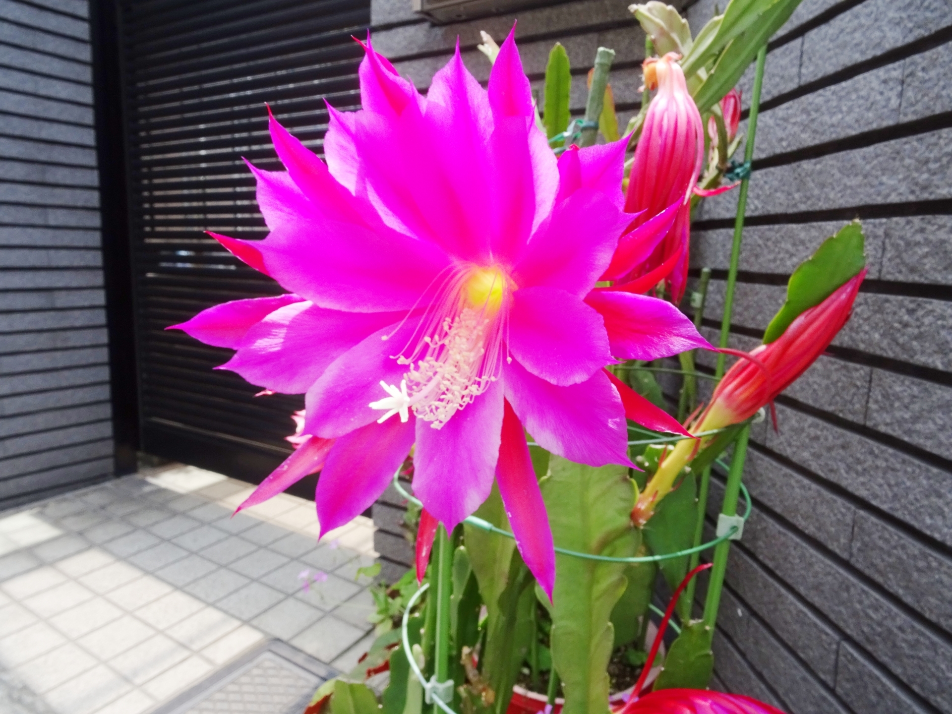 クジャクサボテンの育て方