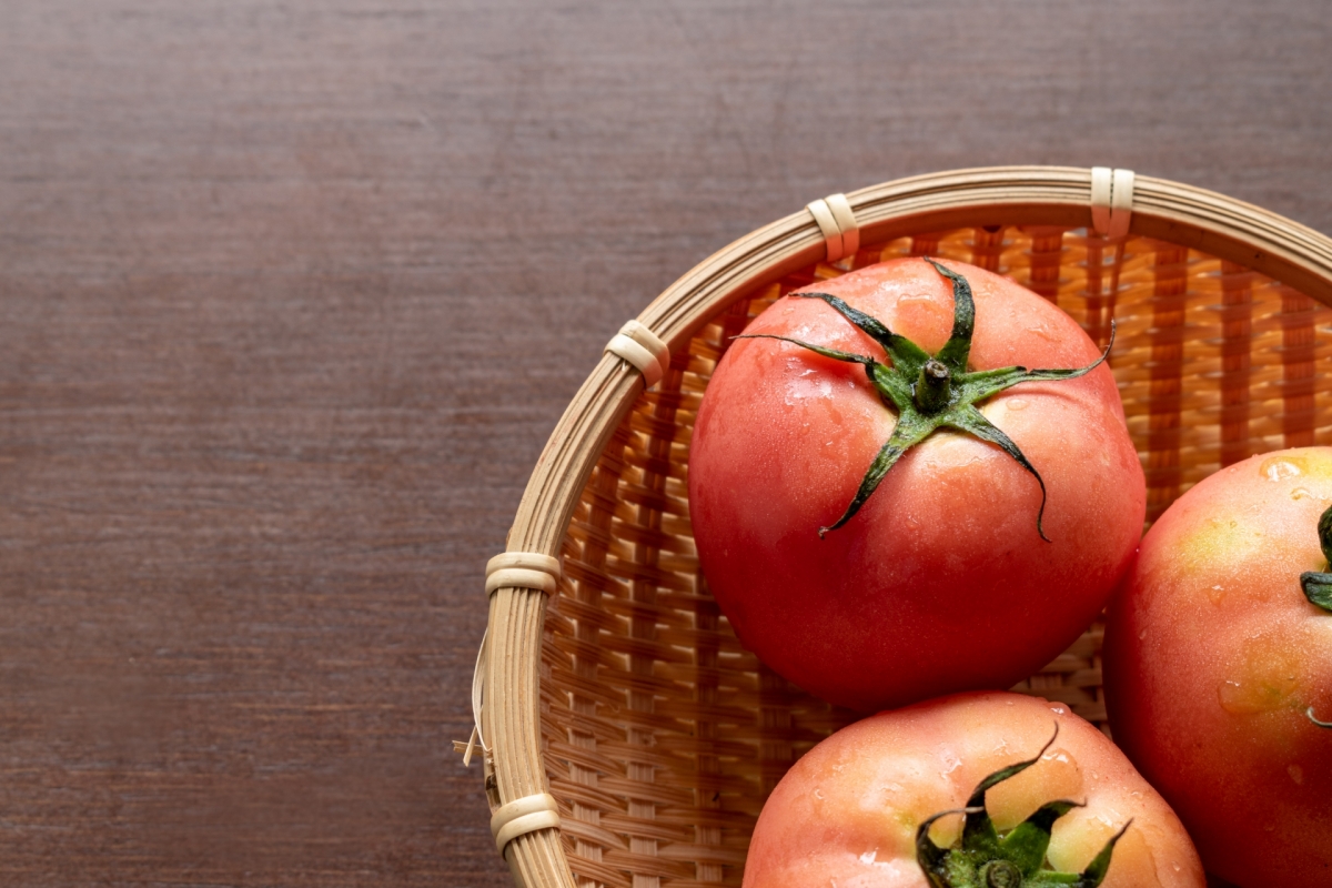 連続摘芯栽培 トマトの収穫を増やす手法