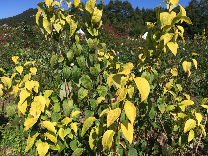 バイカウツギ オーレウスの育て方