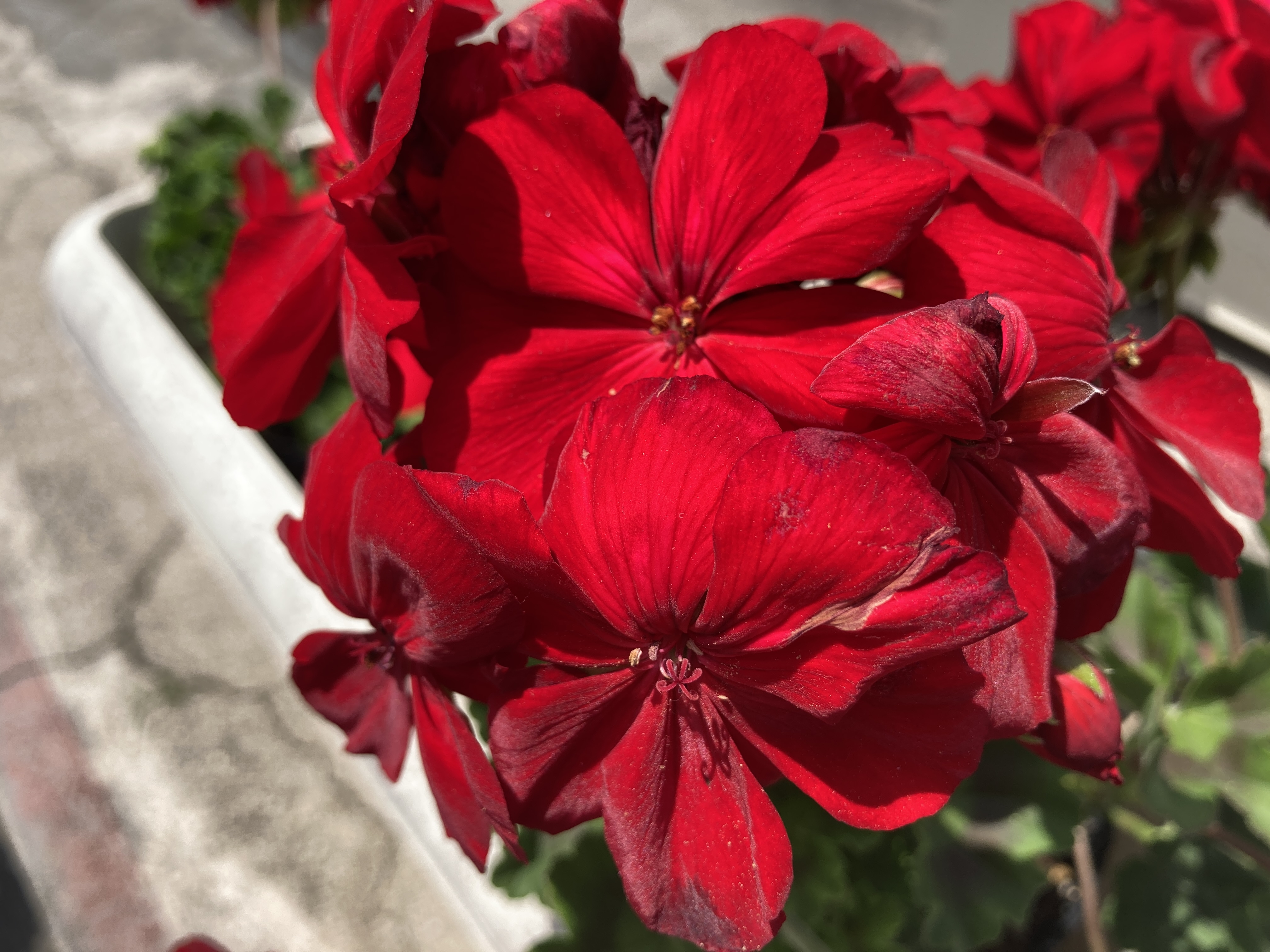 赤色の多重花ゼラニウム (ゼラニウム:カリオペダークレッド5号 赤色の多重花ゼラニウム (ゼラニウム:カリオペダークレッド5号