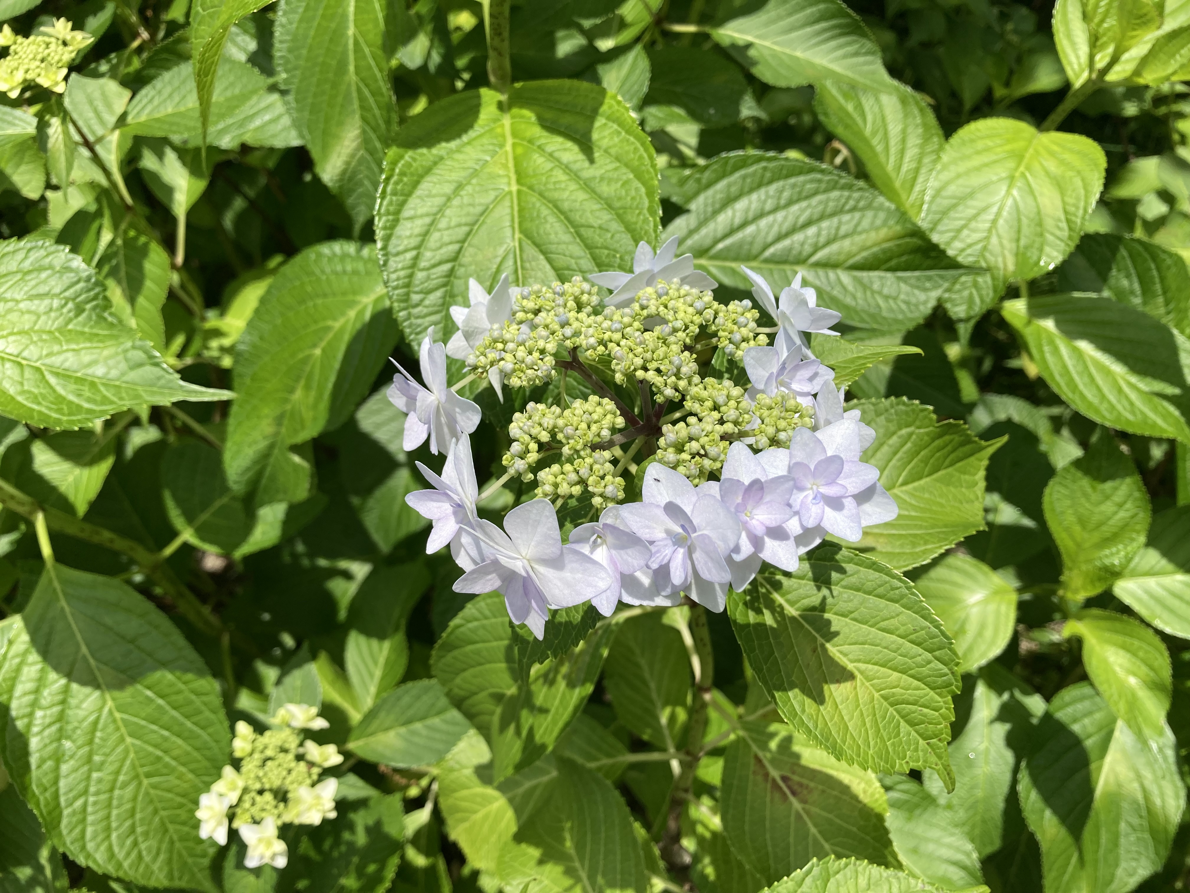 アジサイ・花吹雪