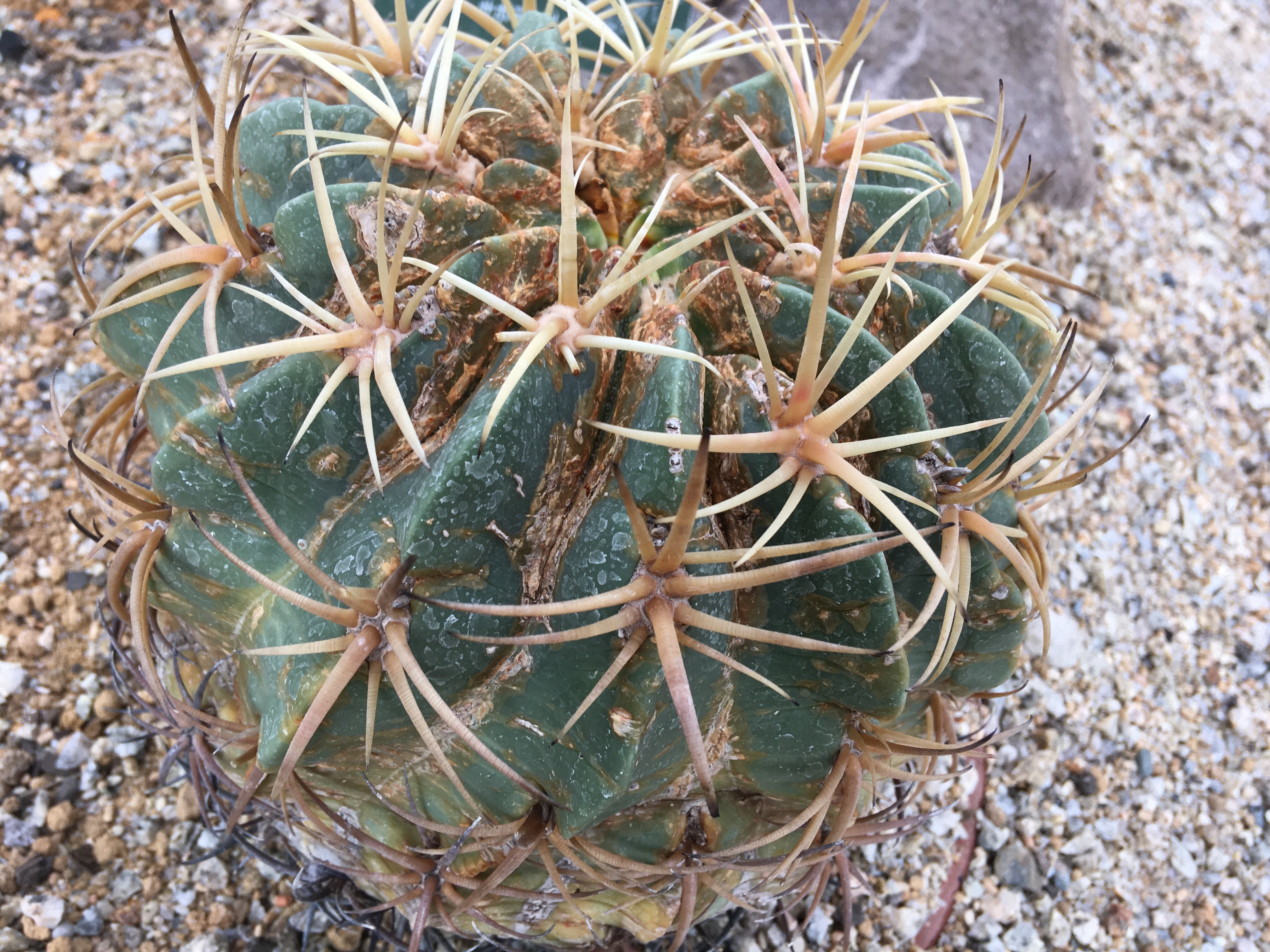 フェロカクタス 赤城（あかぎ） サボテン 大株 小株セット サボテン