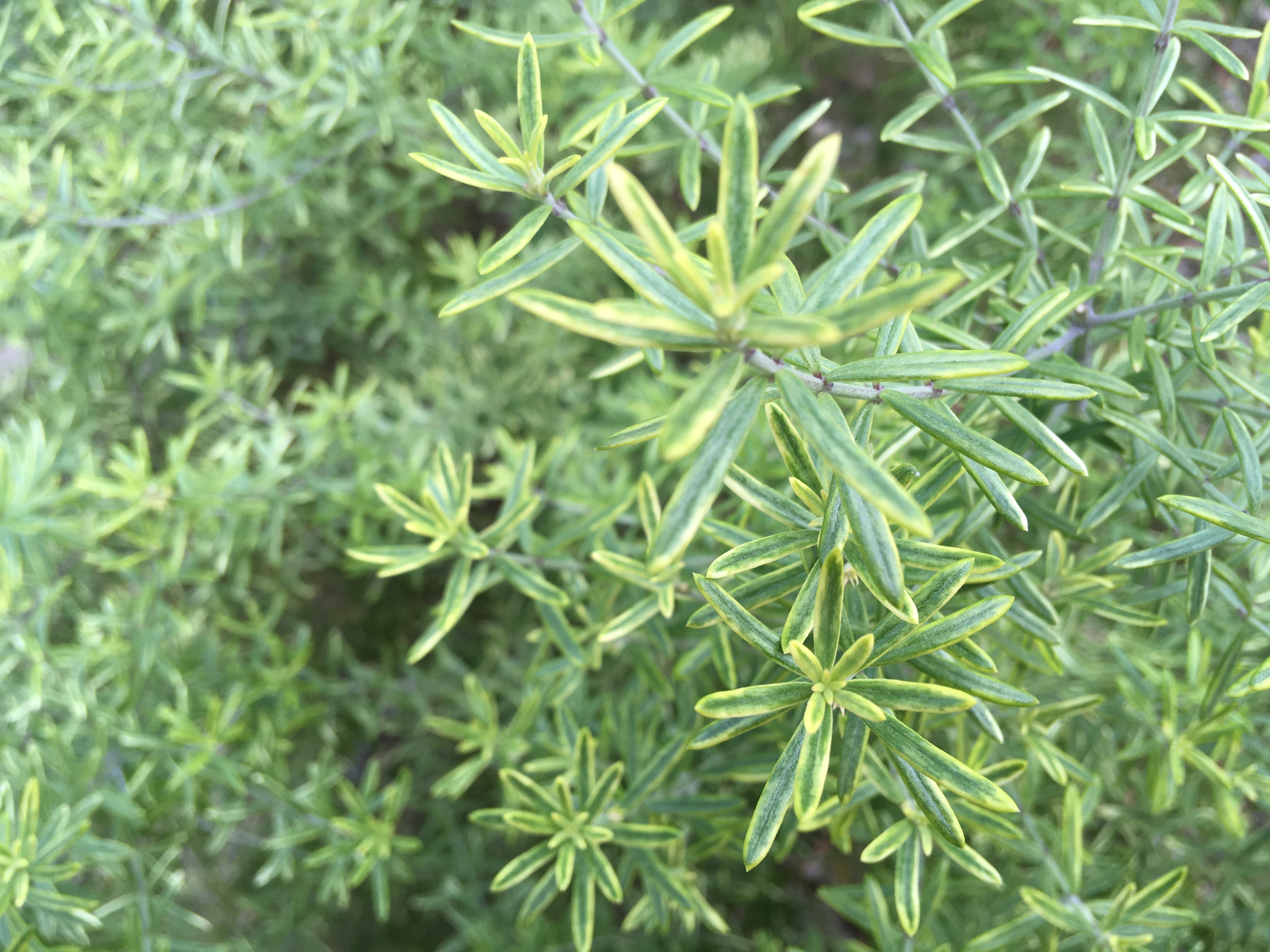 ウエストリンギア　モーニングライト　/ 540 ウエストリンギア モーニングライト / 540 ウエストリンギア