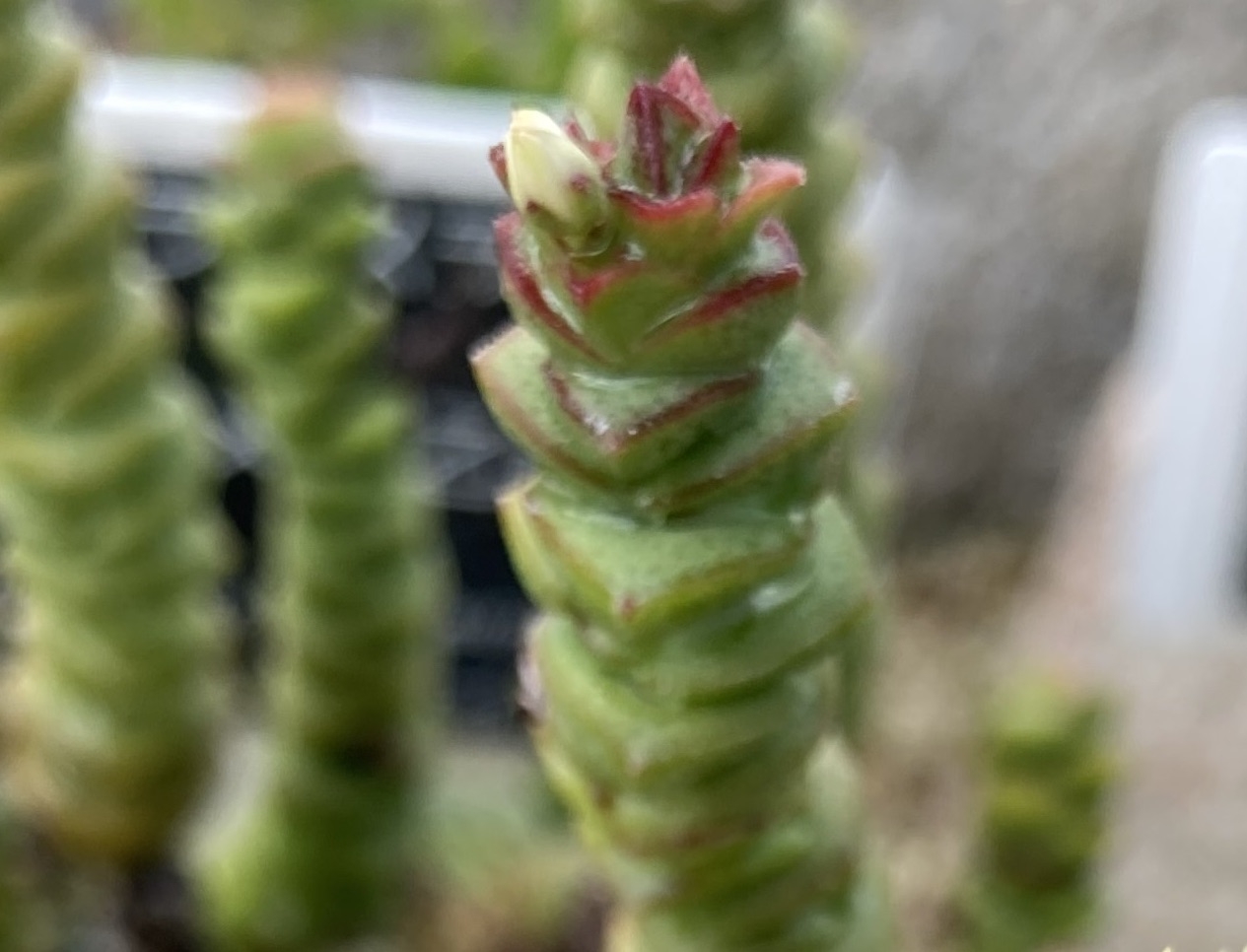 舞乙女 多肉植物 銭串 古株，大苗，大群生株 根付き発送 撮影12月