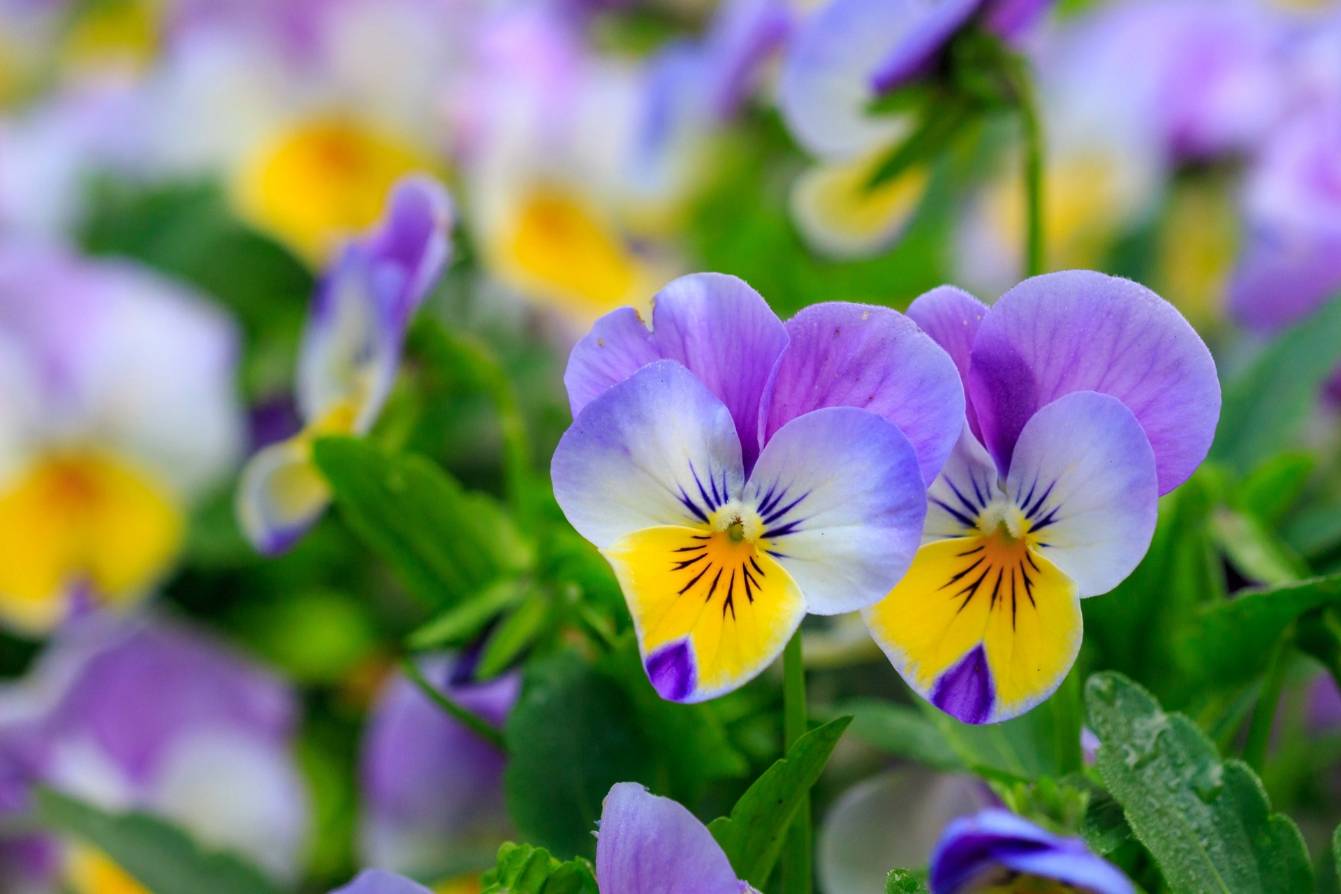 2月の手入れと管理 生育は鈍くなるが活動してるビオラパンジー