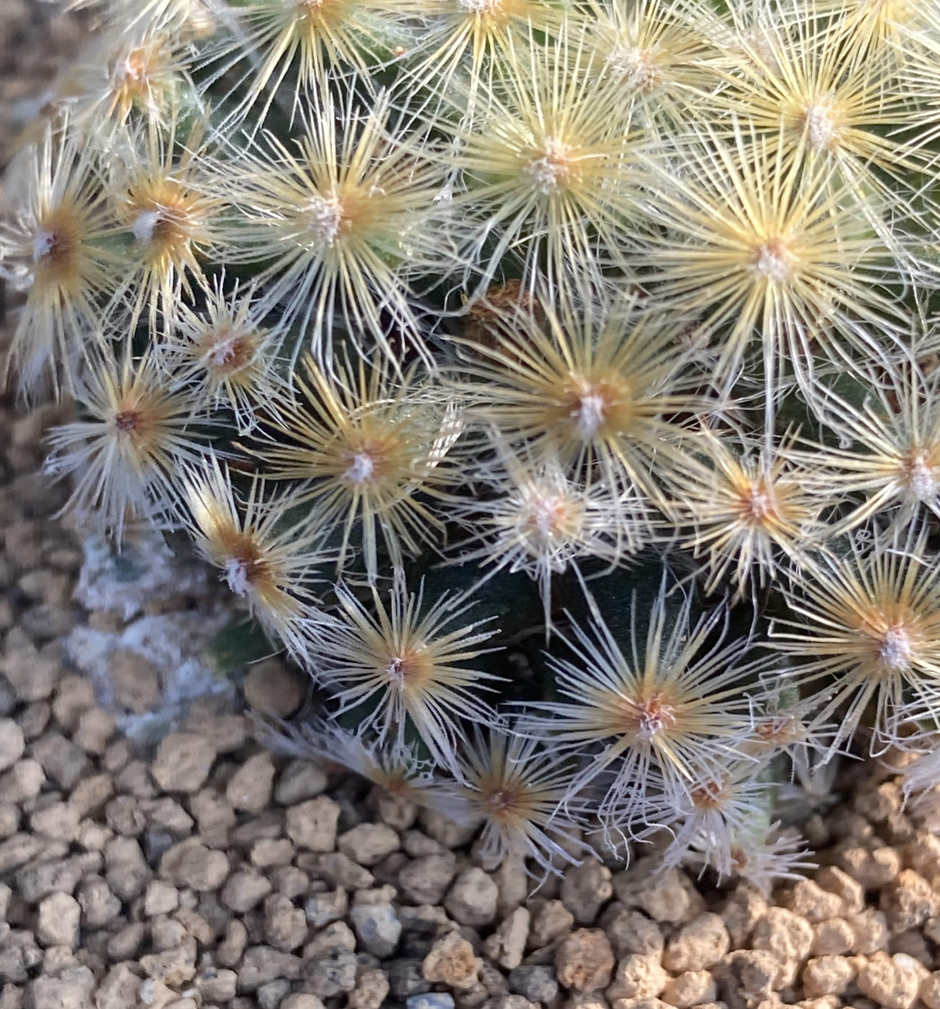 マミラリア・明星の育て方