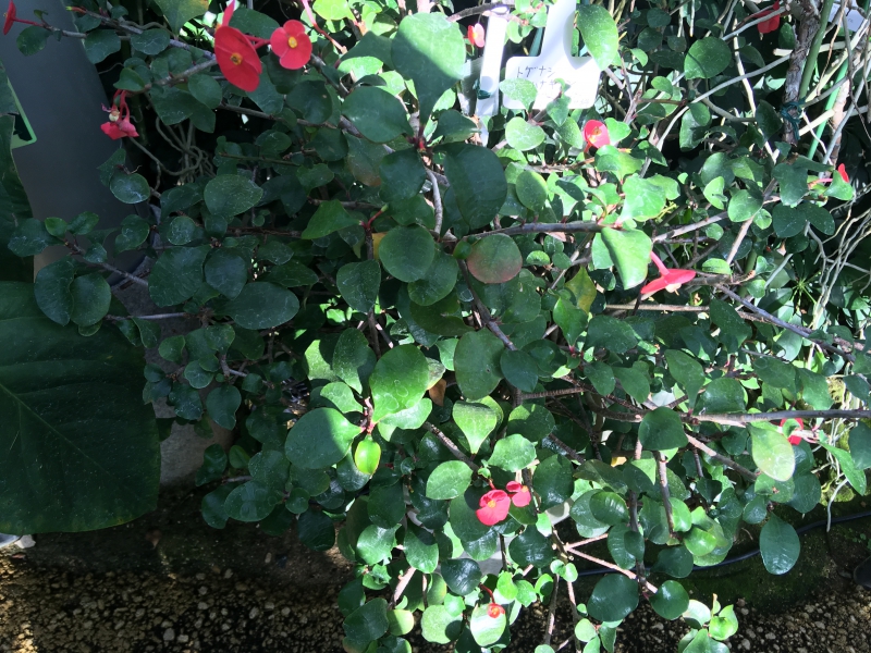 トゲナシハナキリン トゲがなく枝先に二輪の花を咲かせるハナキリン 夏の暑さに強い