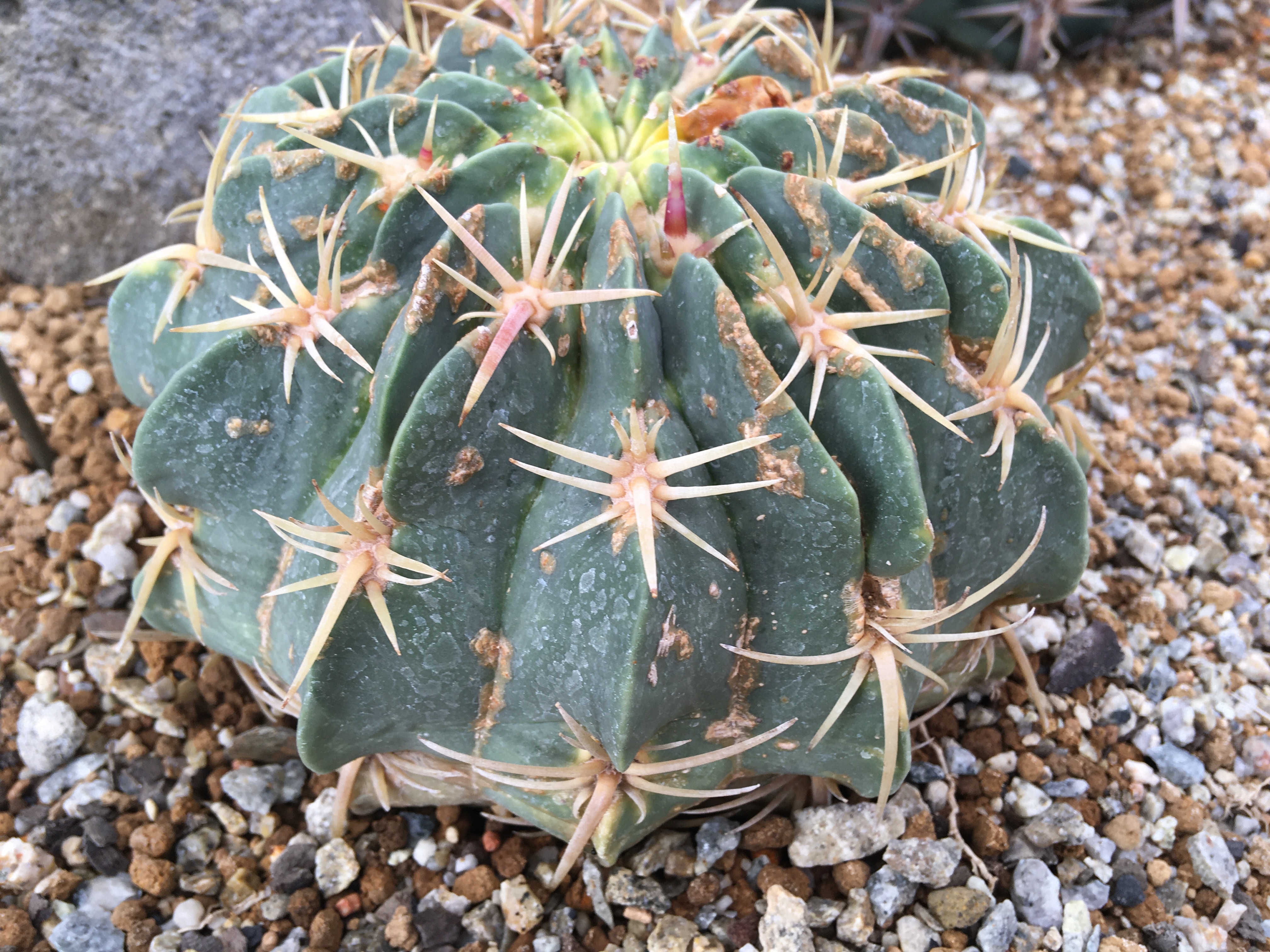 フェロカクタス・天城