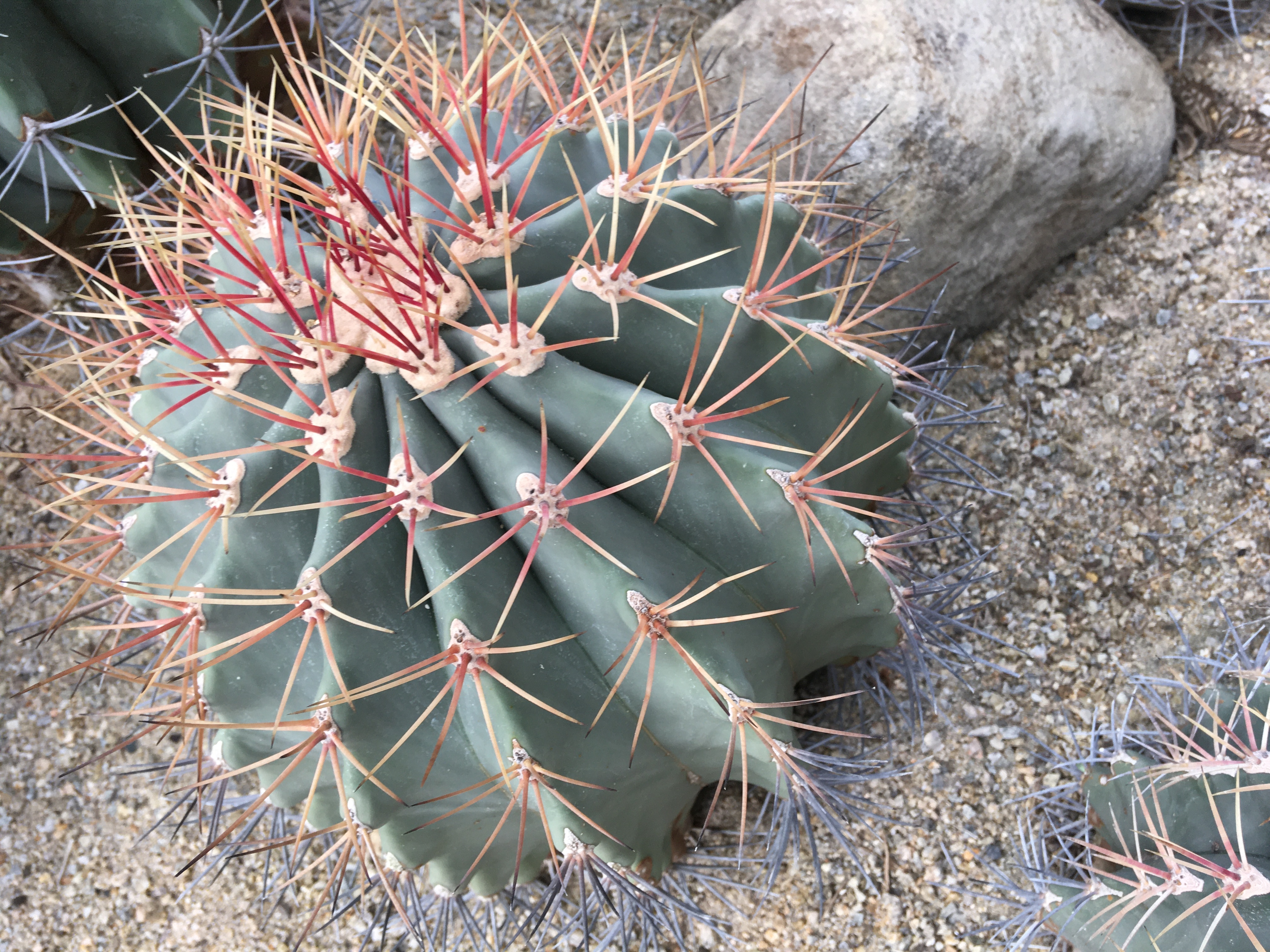 サボテン『フェロカクタス【江守】』