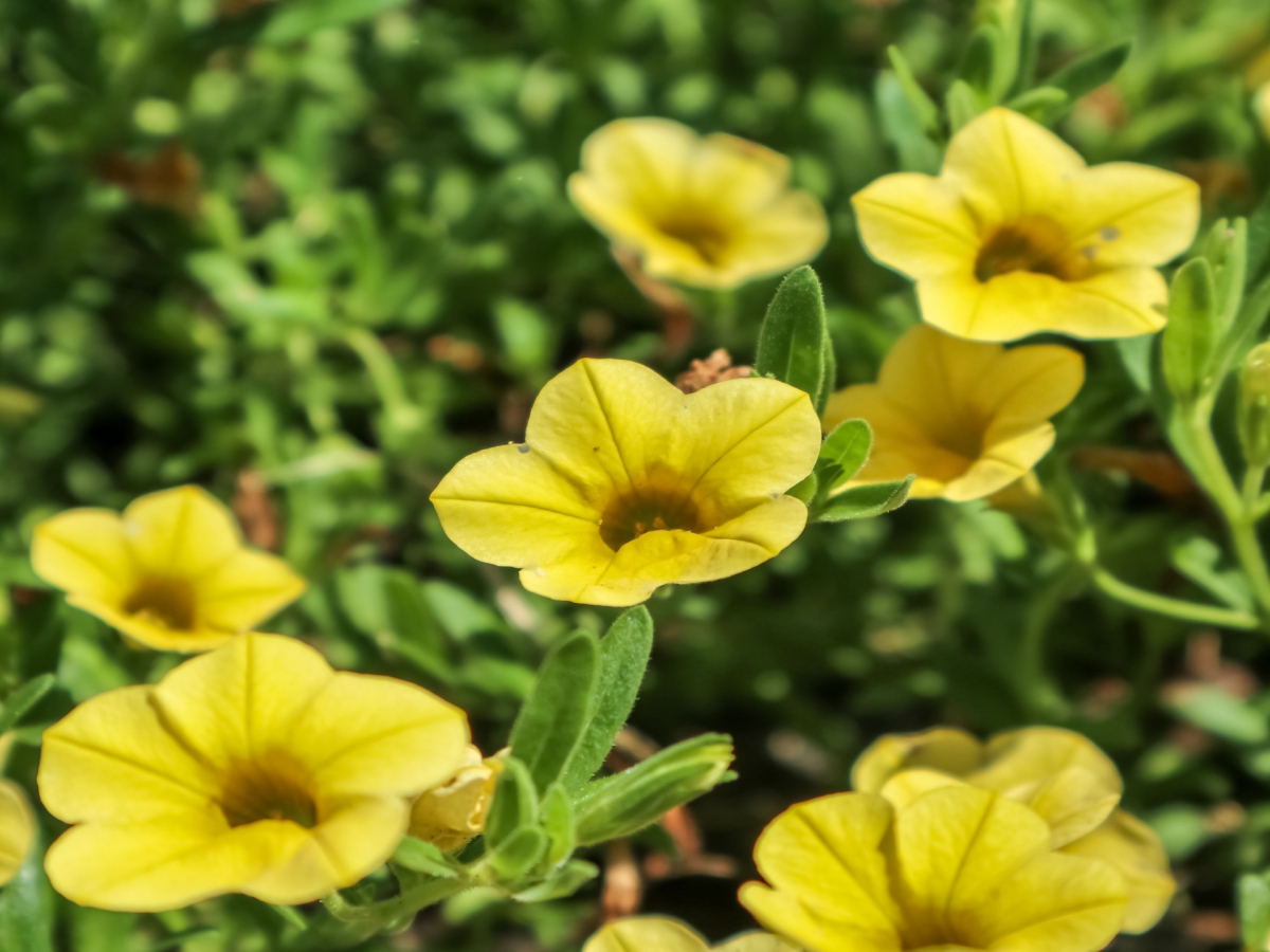 カリブラコアのトラブルのまとめ 開花しない 枯れる 弱る ハゲる原因