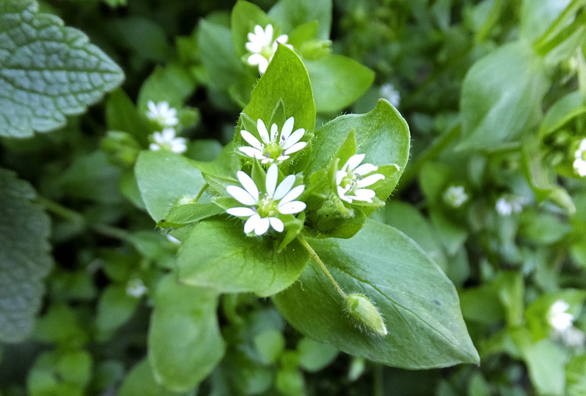 庭に生える雑草 比較的駆除が難しくない雑草の一覧 画像付き