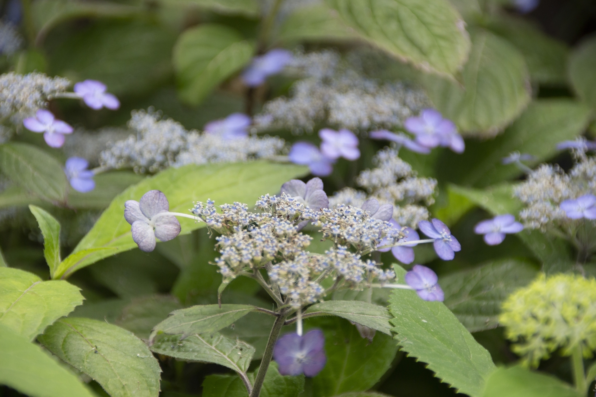 紫陽花 アジサイ の育て方