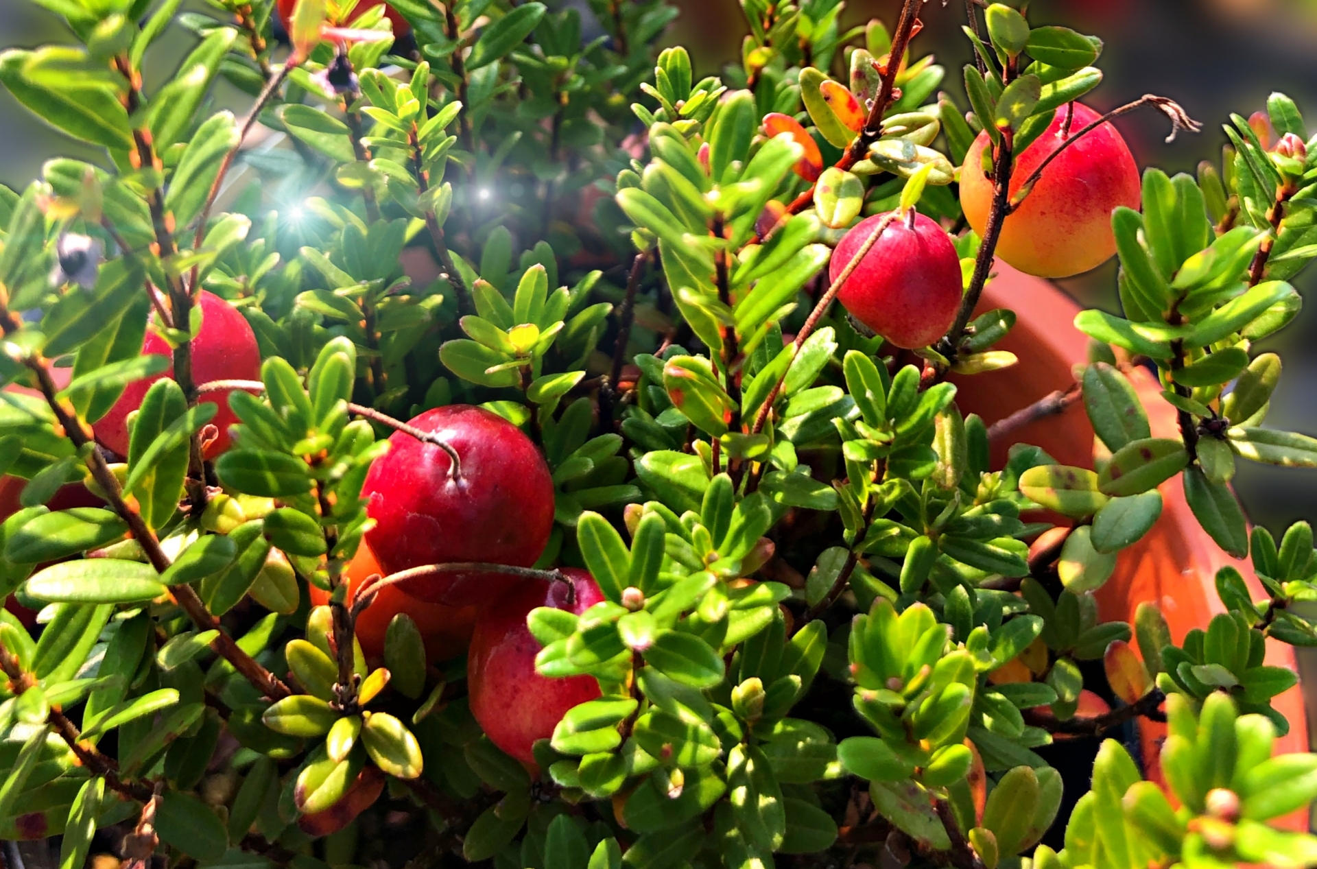 クランベリーの育て方