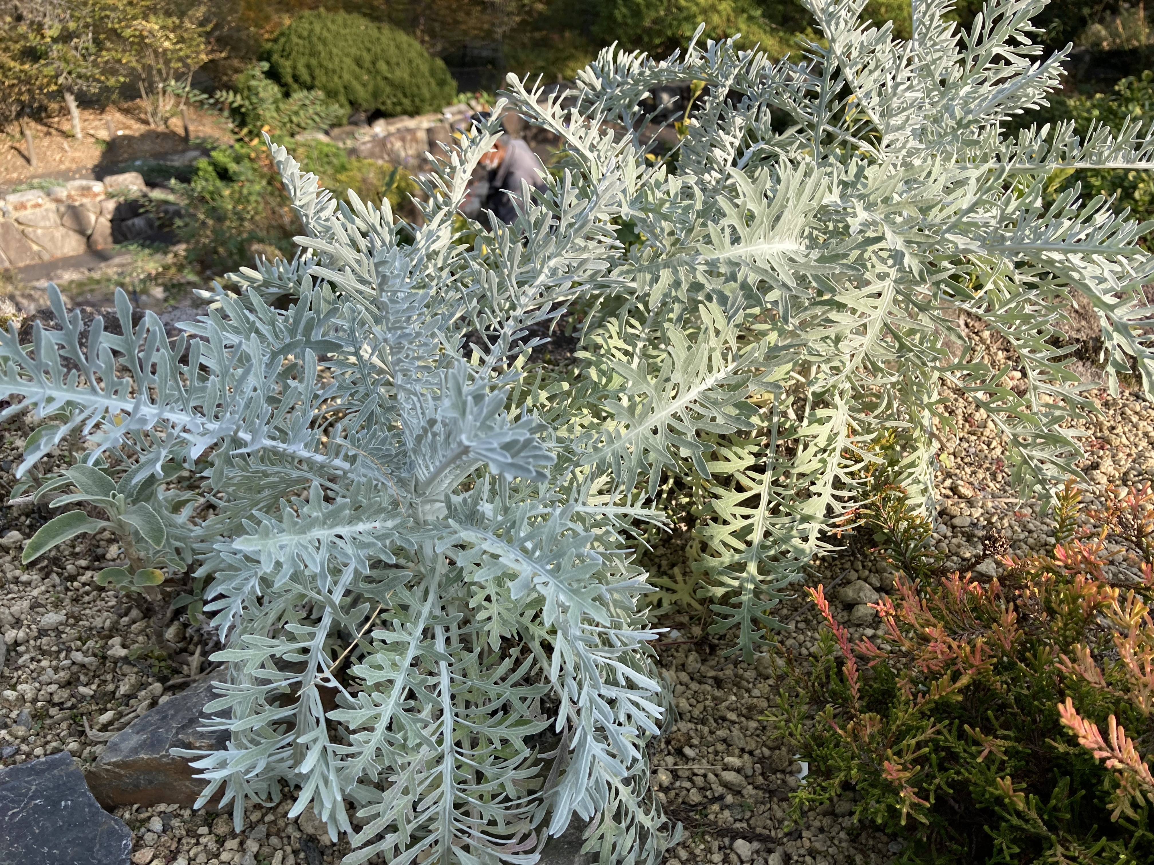 カラテア・ギムノカルパ セントーレア・ギムノカルパ（ピンクダスティミラー）の育て方