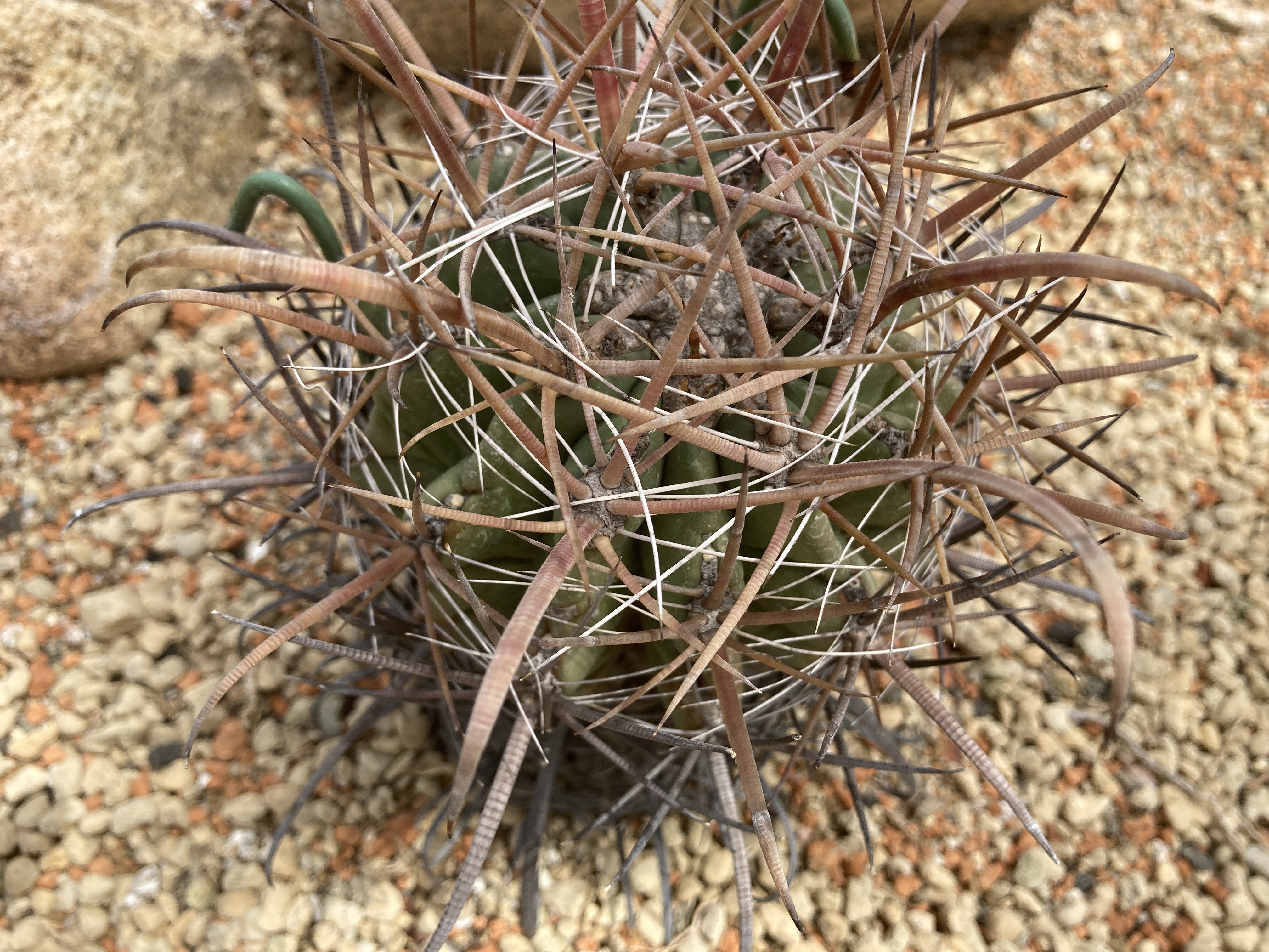 神仙玉（シンセンギョク）の特徴と育て方