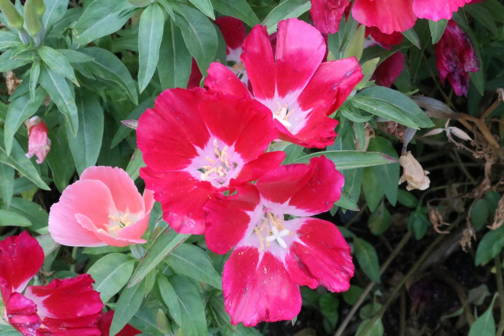 ゴテチャ ゴデチア の育て方