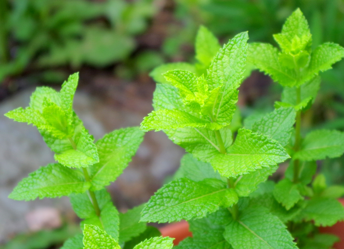 繁殖力が強い植物