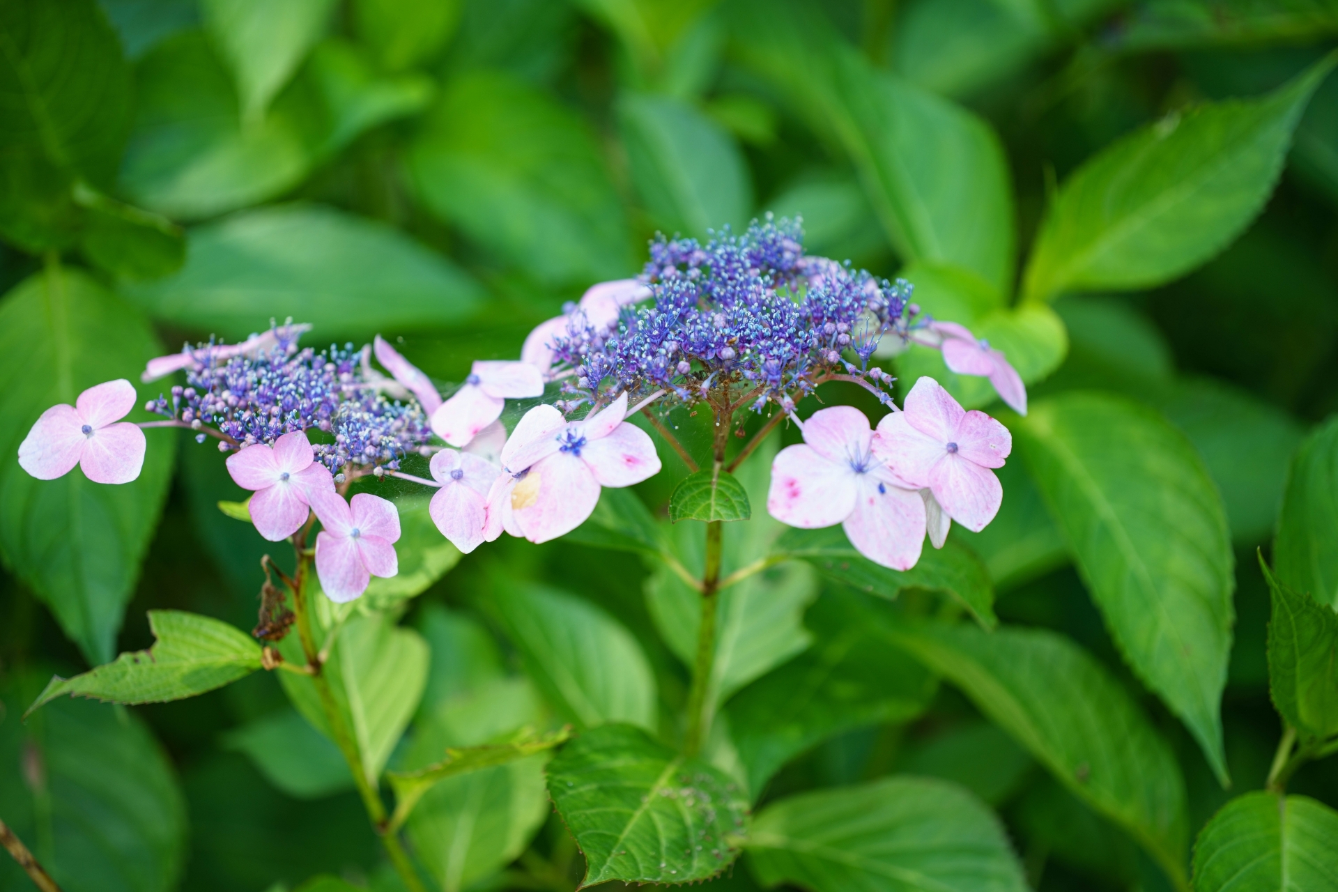 ガクアジサイ 額紫陽花 の育て方