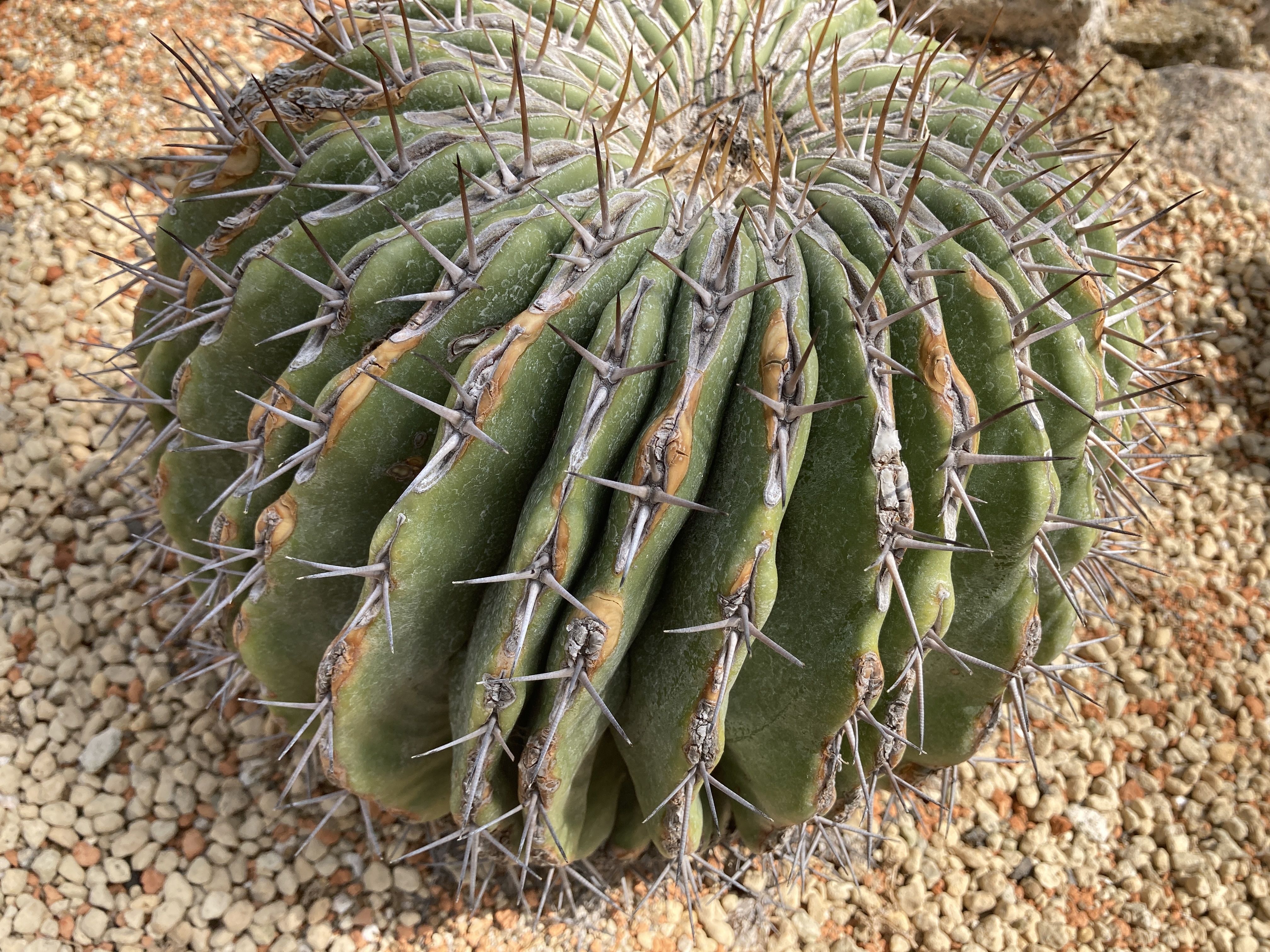 エキノカクタス 鬼頭丸 - 植物/観葉植物