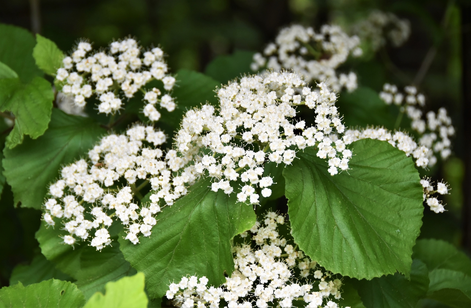 スイカズラ科 ガマズミ属 苗木 苗 ニオイガマズミ 匂いがまずみ 甘い香り 白花 - インテリア小物