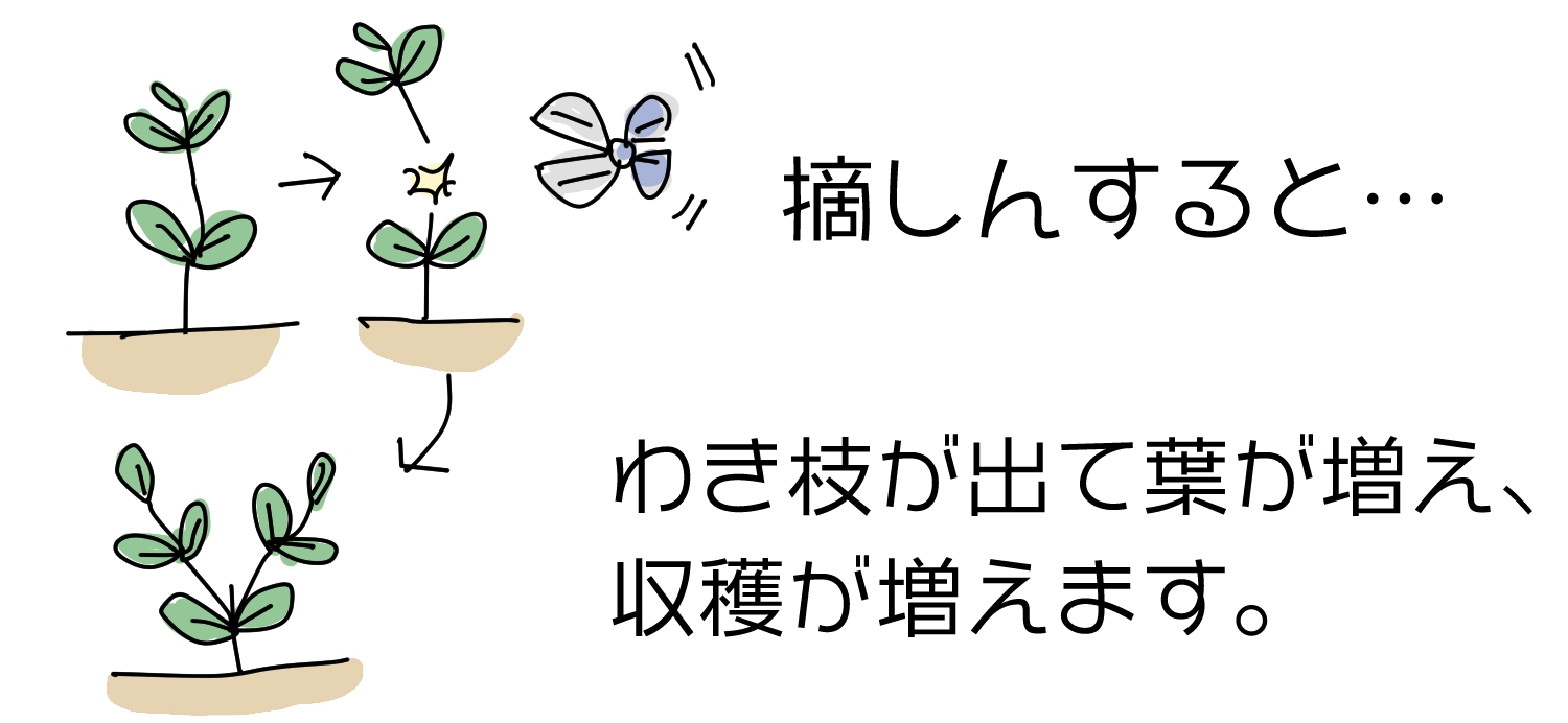 ゴーヤの摘芯