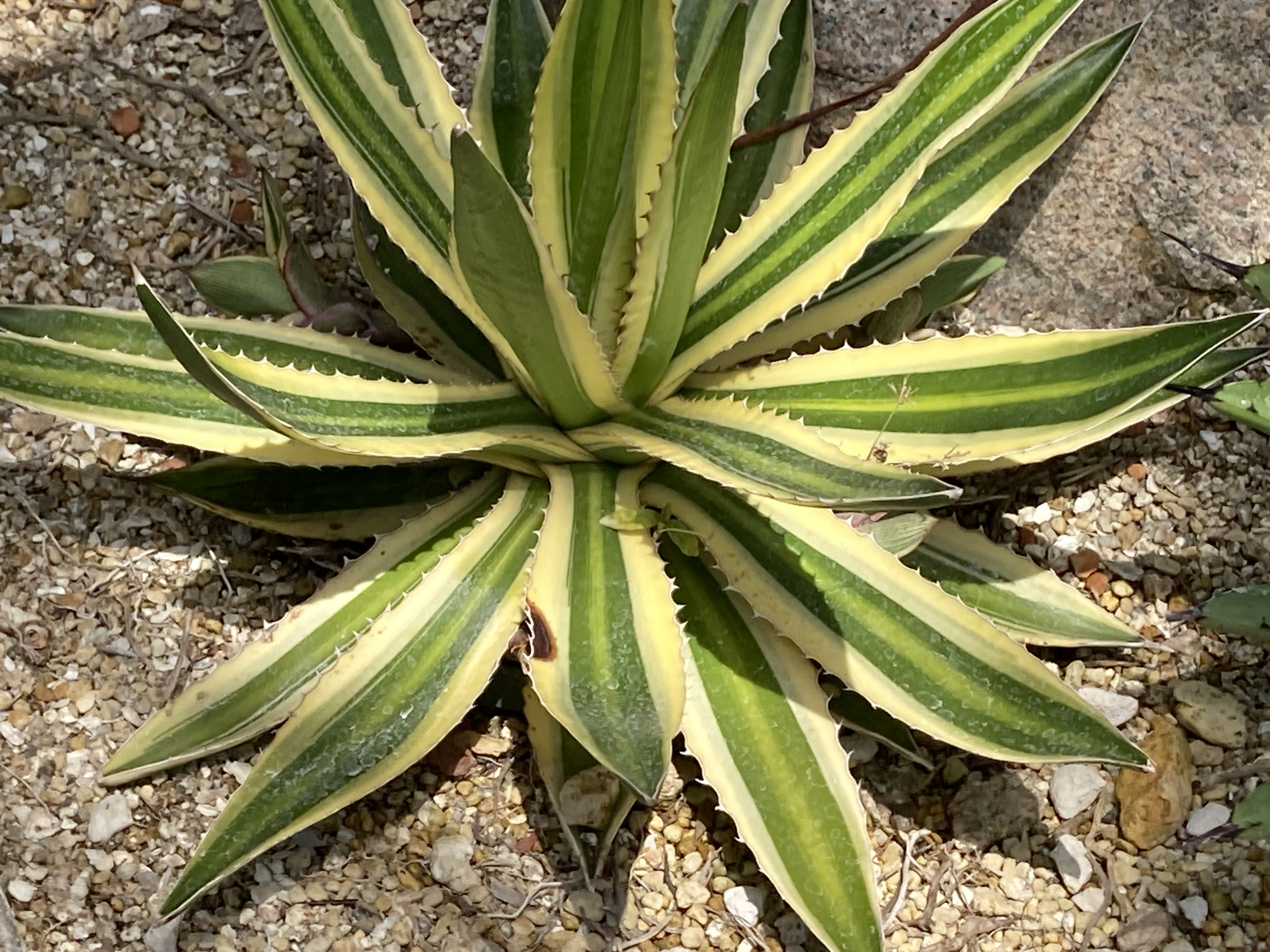 五色万代(ゴシキバンダイ)…鉢植えが通常ですが庭植え(地植え 五色万代(ゴシキバンダイ)…鉢植えが通常ですが庭植え(地植え