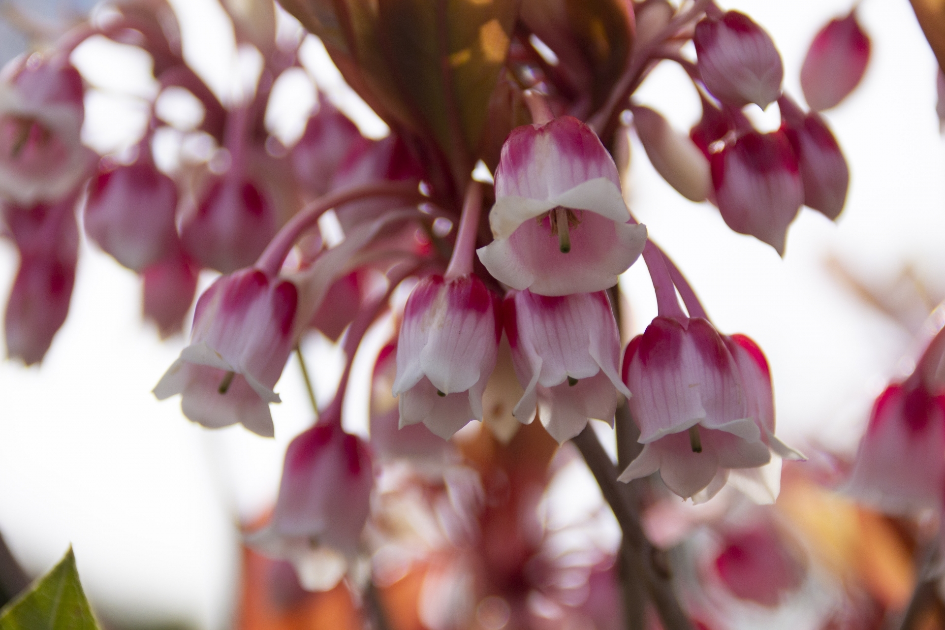 ピンクシャンデリア ホンコンドウダンツツジ の育て方