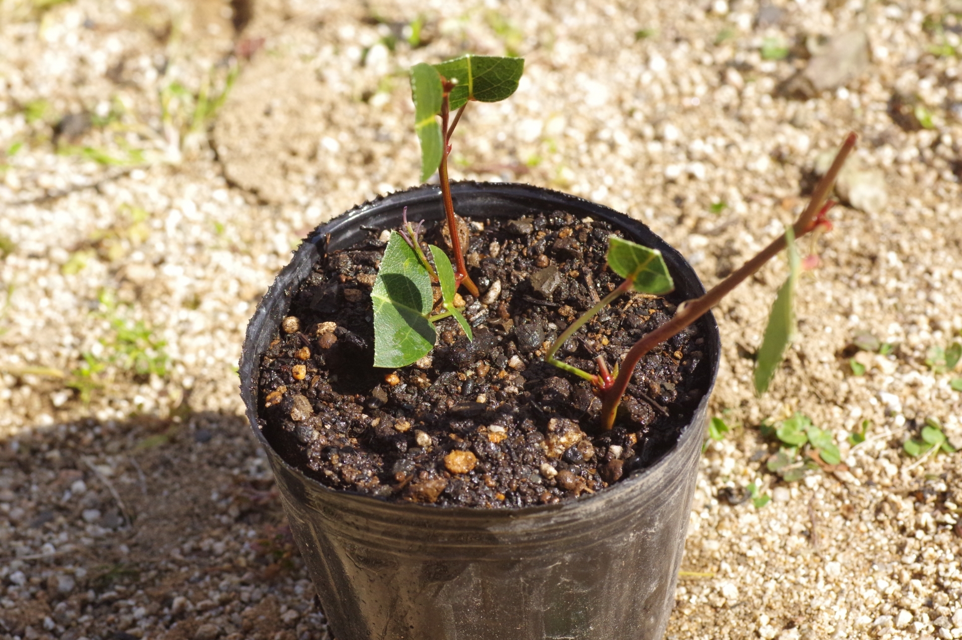 挿し木でなんでも増やせるけど、種苗法に注意！