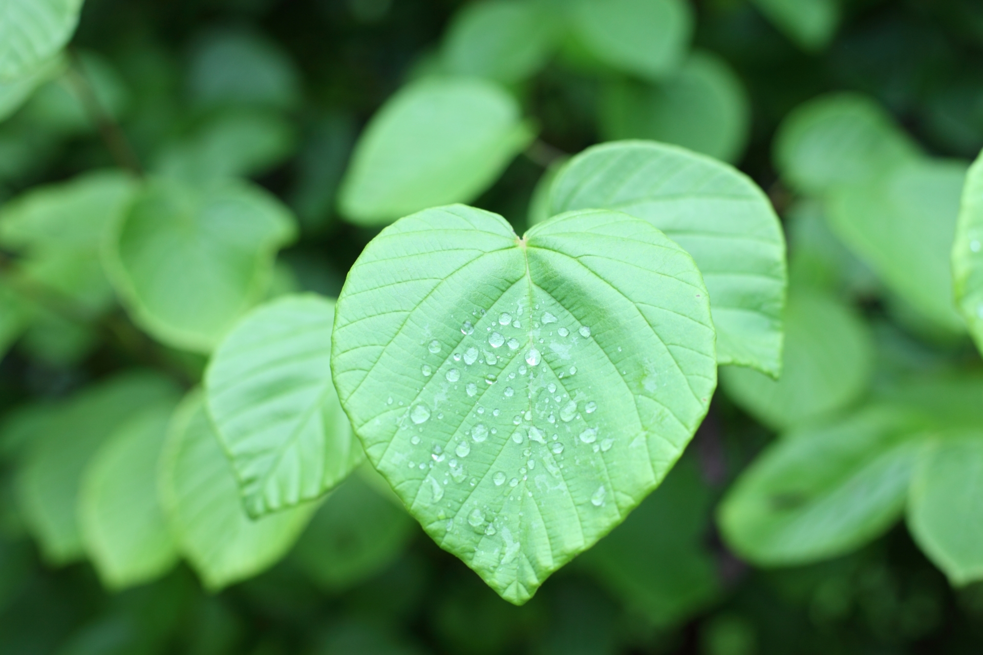 マルバノキ/丸葉の木【現品発送】管理70890 マルバノキ(丸葉の木） | pave-