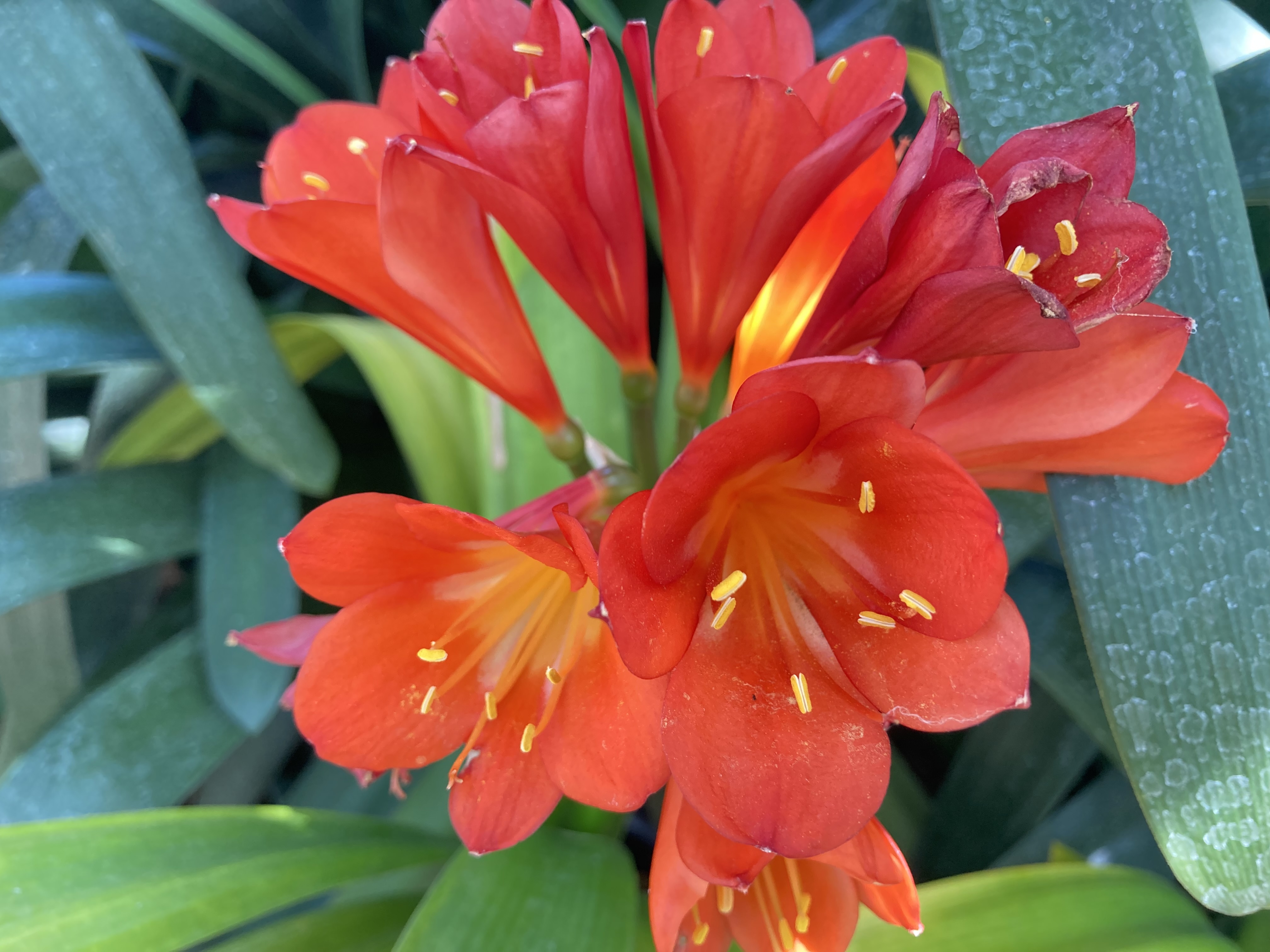 君子蘭（クンシラン）の育て方…植え替え時期は開花が終わってから