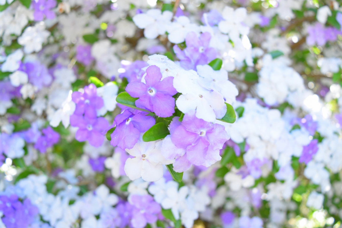 ニオイバンマツリ アメリカジャスミン の育て方