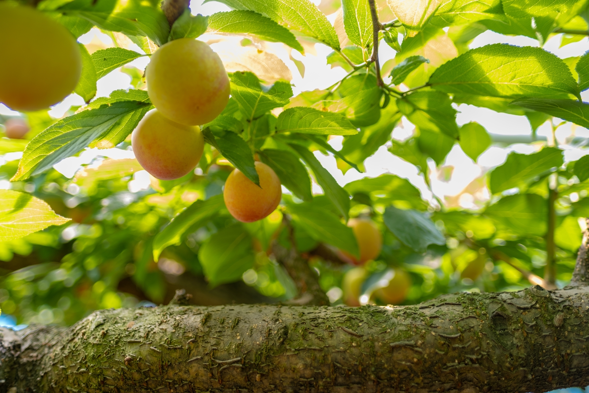 スモモ 季 の育て方