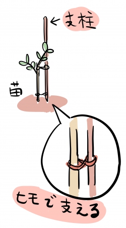オリーブの庭植えの植えつけ方のコツ:支柱を立ててくくる