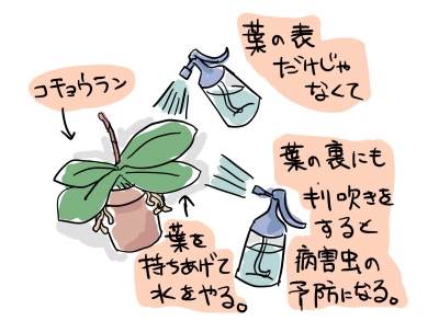 夏の胡蝶蘭の育て方の注意点まとめ:葉水をやる