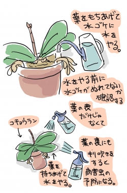 9月の胡蝶蘭の管理のコツ:乾いてたら水をやる