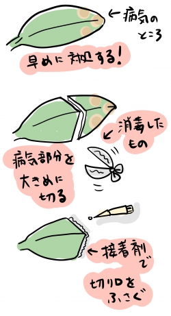胡蝶蘭の葉っぱが腐ったり、病気になった時の対処法:手順は？