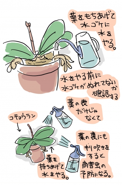 2月の胡蝶蘭の管理のコツ:水やり