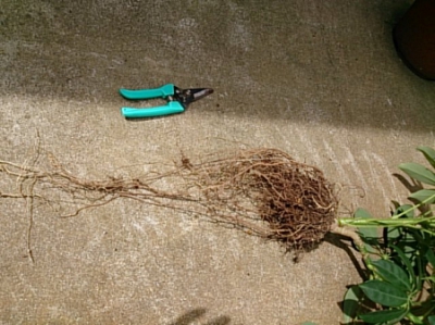 シェフレラ（カポック）の植え替え:根の整理