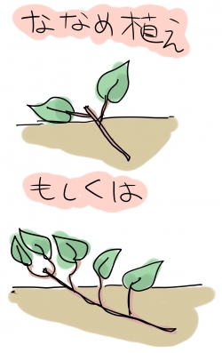 サツマイモの斜め植え:斜め植えのメリット