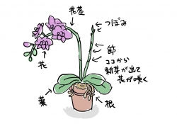 胡蝶蘭:咲き終ったら、花茎を切る