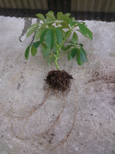 シェフレラ（カポック）の植え替え:土を落とす
