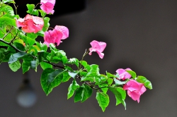 ブーゲンビリアが開花しない原因